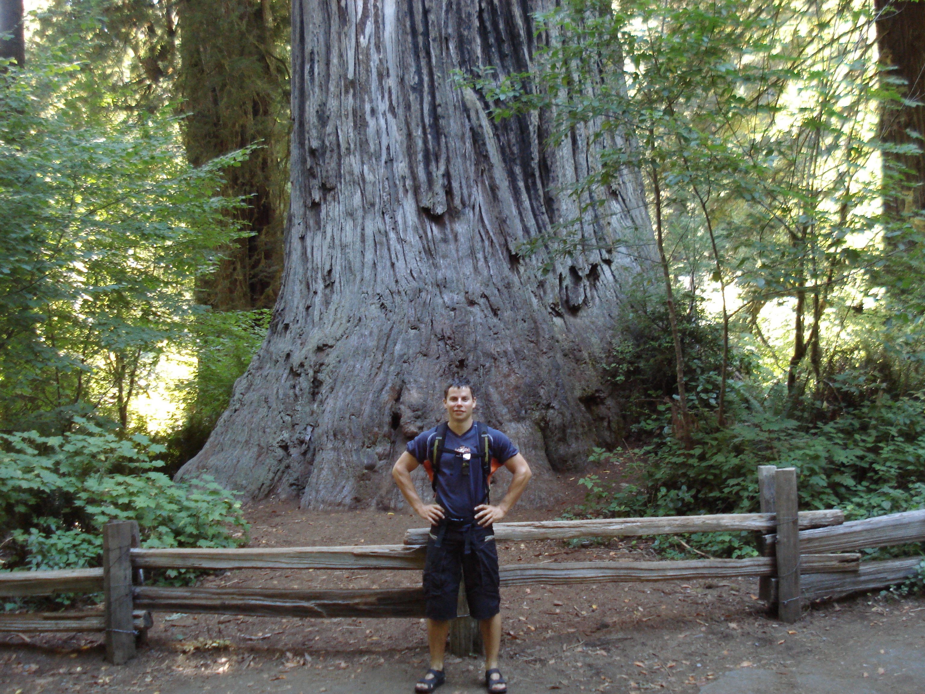 August 2008, Manuel Koller vor einem der geretteten uralten Riesen im Humboldt Redwoods State Park im südlichen Oregon.